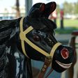 Dare Jumper Head detail